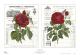 Buy Heirloom Roses at AllPosters.com