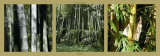 Bamboo