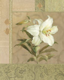 Summer Lily