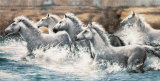 Buy Running Wild at AllPosters.com