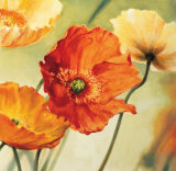 Champs de Coquelicots II