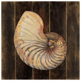 Buy Ocean Nautilus at AllPosters.com
