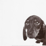 Dachshund