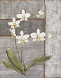 Buy Orchid Shimmer II at AllPosters.com