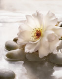 Buy Spring Retreat IV at AllPosters.com