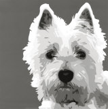 Buy West Highland Terrier at AllPosters.com