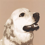 Buy Golden Retriever at AllPosters.com