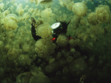 Buy A Diver in a Lake Filled with Jellyfish at AllPosters.com
