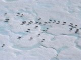 Buy An Aerial View of a Herd of Caribou Migrating to Calving Grounds at AllPosters.com