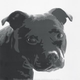 Buy Staffordshire Bull at AllPosters.com
