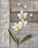 Buy Orchid Shimmer I at AllPosters.com