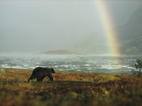 Buy An Alaskan Brown Bear and Rainbow Near Nonvianuk Lake at AllPosters.com