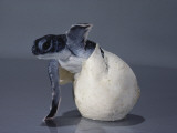 A Close View of a Hatching Endangered Green Sea Turtle