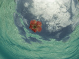 Buy An Hibiscus Blossom Floats in the Waters Off St John Island at AllPosters.com