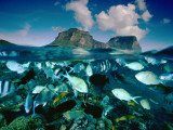 Damselfish and Sunset Wrasses Swim Above a Reef