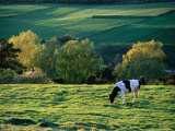 Cow in Field in Sinarpsdalen Valley, Above Bastad, Skane, Sweden