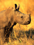 White Rhino Calf in Profile, Matobo National Park, Matabeleland South, Zimbabwe