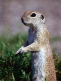 Round-Tailed Ground Squirrel, Sonoran Desert, Arizona
