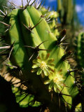 Candelabra Cactus, La Paz, Baja California Sur, Mexico