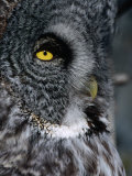 Buy Face of Great Grey Owl, Canada at AllPosters.com