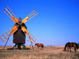 Buy Horses Graze Near Windmill, Oland, Kalmar, Sweden at AllPosters.com
