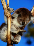 Koala in Tree at Healesville Sanctuary, Healesville, Victoria, Australia