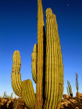 Buy Cardon Cactus, La Paz, Baja California Sur, Mexico at AllPosters.com