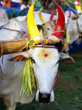 Bull Decorated for Pongal Festival, Mahabalipuram, Tamil Nadu, India