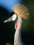 Grey Crowned Crane Or Southern Crowned Crane, Uganda
