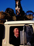 Buy Farmer in Ute with Dogs, Mansfield, Victoria, Australia at AllPosters.com