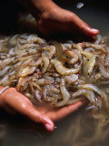 Scooping Up Fresh Catch of Shrimps, Ko Panyi, Phang-Nga, Thailand