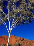 Gum Tree at Bungle Bungles, Purnululu National Park, Western Australia