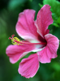 Buy Hibiscus Flower in Morro Negrito, Chiriqui, Panama at AllPosters.com