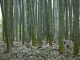 Buy Bamboo Grove on Approach to Okochi Denjiro's Villa, Kyoto, Kinki, Japan at AllPosters.com