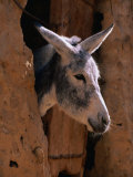 Donkey in Old Town, Siwa, Egypt