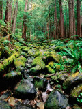 Rainforest in Sol Duc Rain Forest, Olympic National Park, Washington