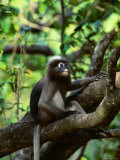 Buy Dusky Langour, Sabah, Malaysia at AllPosters.com