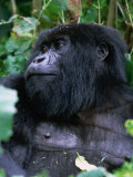 Buy Mountain Gorilla Volcans National Park, Ruhengeri, Rwanda at AllPosters.com