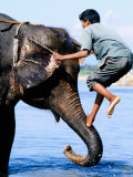 Buy Man Climbing Up Trunk of Elephant in Water, Royal Chitwan National Park, Narayani, Nepal at AllPosters.com