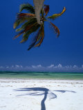 Buy Horizontal Palm Tree and Its Shadow on White-Sand Bweju Beach, Zanzibar, Tanzania at AllPosters.com
