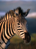 Plains Zebra, Burchell's Zebra, Hluhluwe-Umfolozi Park, Kwazulu-Natal, South Africa
