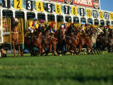 Buy Start of Horse Race, Sydney, New South Wales, Australia at AllPosters.com