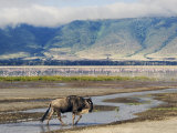 Blue Wildebeest Ngorongoro Crater, Arusha, Tanzania