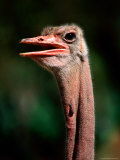 Common Ostrich, Abiyata-Shala National Park, Oromia, Ethiopia