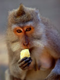 Buy Monkey Forest Sanctuary, Bali, Indonesia at AllPosters.com