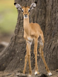 Buy Impala, Selous Game Reserve, Pwani, Tanzania at AllPosters.com