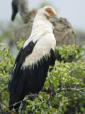 Palm-Nut Vulture, Selous Game Reserve, Pwani, Tanzania