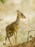 Kirk's Dik-Dik, Lake Manyara National Park, Arusha, Tanzania