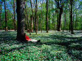 Man Resting Against Tree amidst Anemones in Spring, Dalby Soderskog National Park, Skane, Sweden