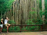 Buy Protective Boardwalk Surrounding the Curtain Fig Tree Located on the Atherton Tablelands, Australia at AllPosters.com